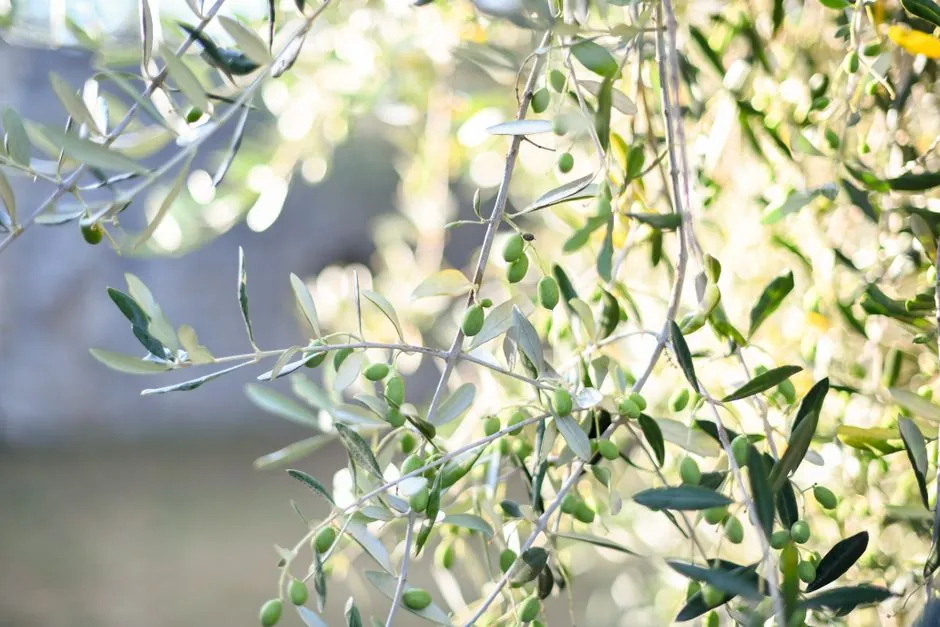 Jardin méditerranéen aménagé en Pays d'Aix