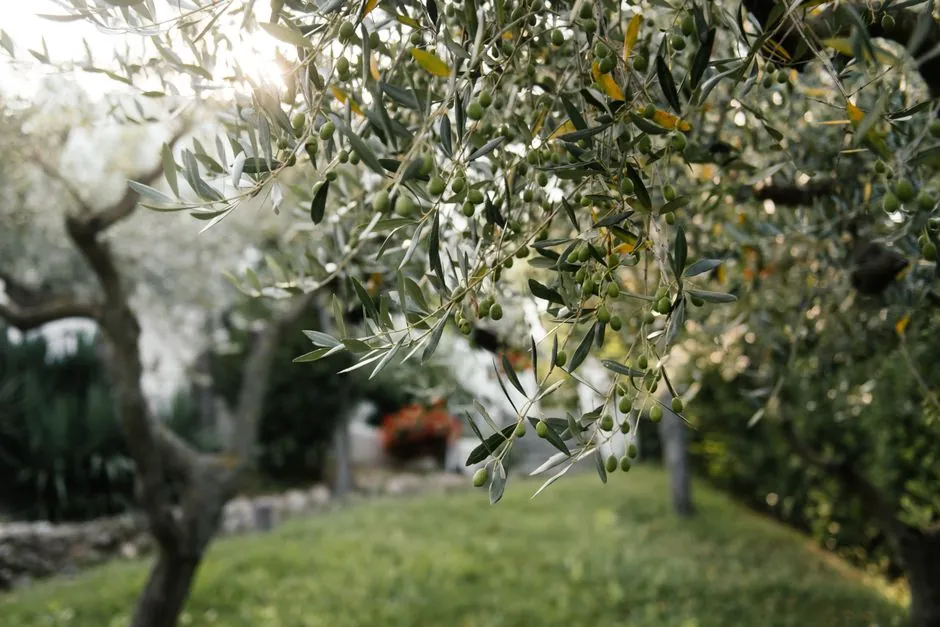 Élagage et soin d'arbres par La Main Verte